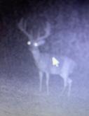 Kentucky Trophy Buck Deer Hunting