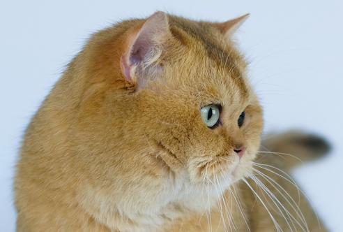 Golden british sale shorthair cat price