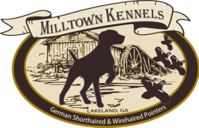 German Shorthaired Pointer Puppies For Sale German Wirehaired
