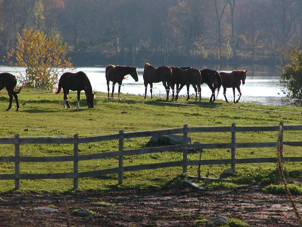 Mitchell Farm Equine Retirement Equine Retirement Horse Sanctuary