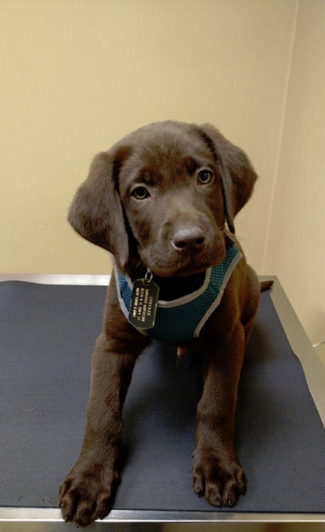 chocolate labrador breeder for sale