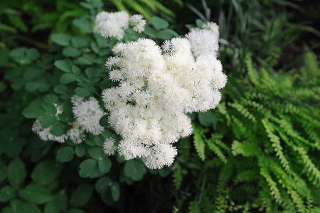 Battery Park City In Bloom - 