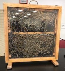 A wooden structure holding bees.