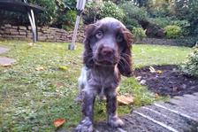 Cocker Spaniel Dog walker near me