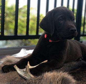 CHOCOLATE LAB PUPPIES FOR SALE