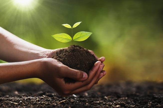 hand holding small tree for planting green world