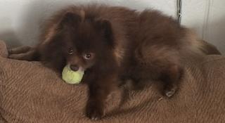 Chocolate male pomeranian