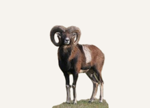 Hunting Mouflon Macedonia