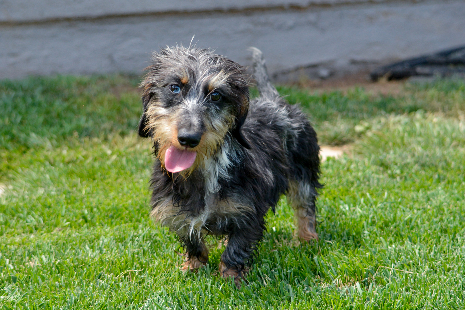 Rescue wire haired store dachshund