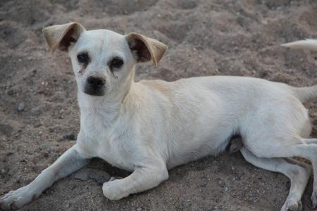 Vj Ranch - Rescue Dogs For Adoption, Small Dogs For Adoption, Dog ...