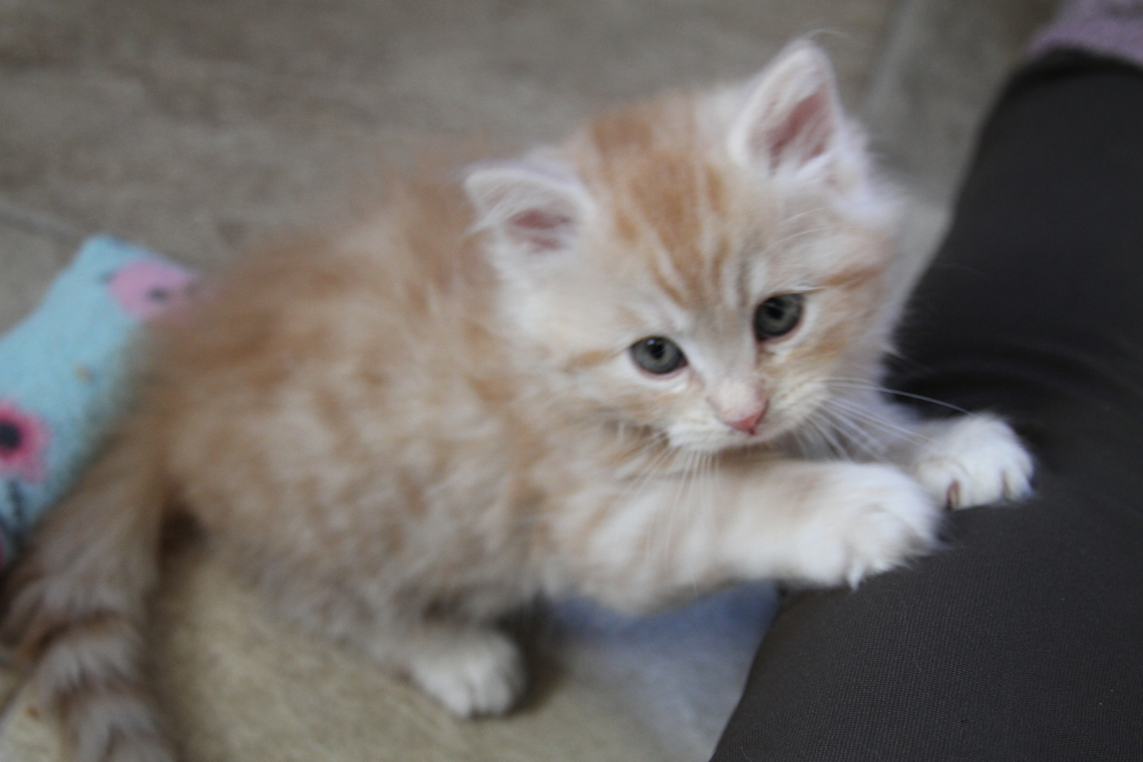 Home | EmeraldKingdom, image size:1620x1080