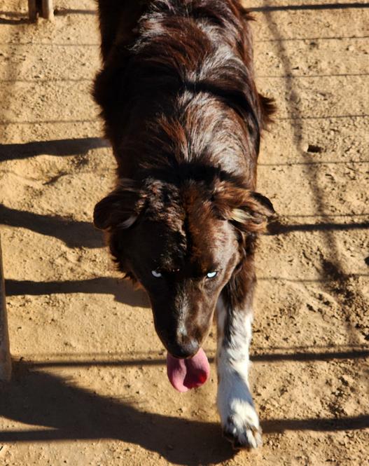 Beautiful dog breeds