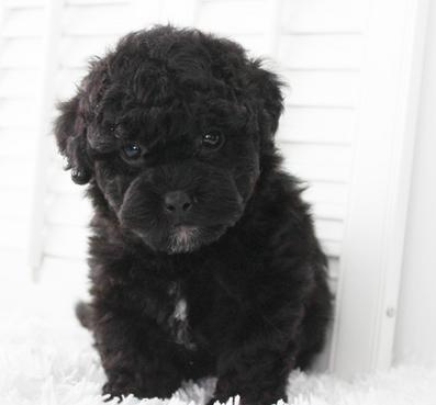 black shichon poo puppy for sale