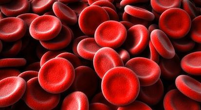 a picture of blood cells representing our blood cleaning services in Pasco County, FL (Dade City area).