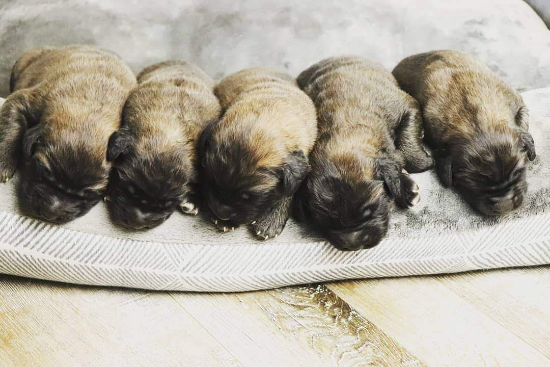 Oak Ridge Leonbergers Leonberger Breeders Leonberger Puppies Leonbergers In Utah