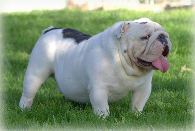 English bulldog best sale studs near me