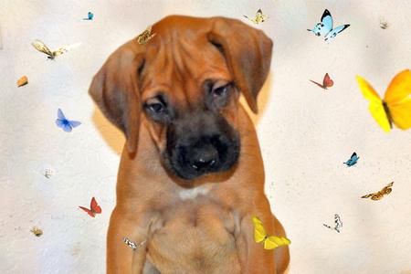 Rhodesian Ridgeback Puppies