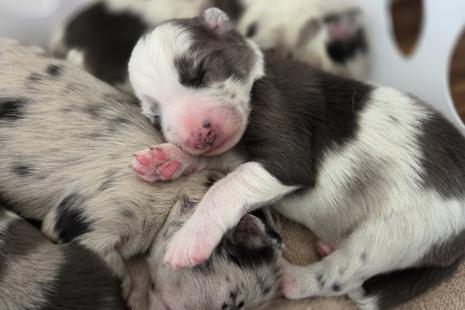 Australian shepherd puppies for sale