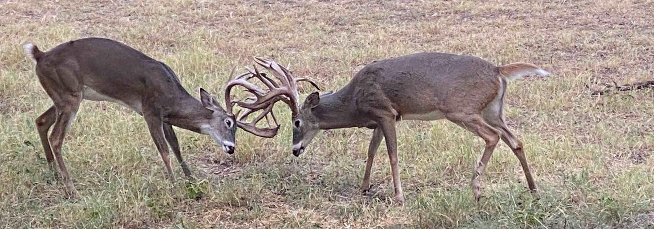 Deer Hunting in Texas