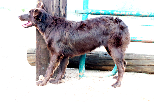 Pincie creek working dog