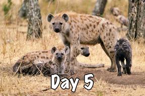 taasa africa tanzania safari wild animals