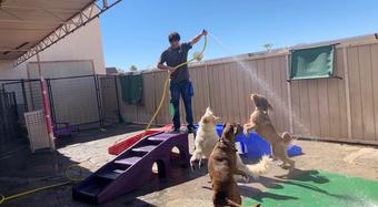 Palm Springs Dog Day Care, Dog Training Rancho Mirage