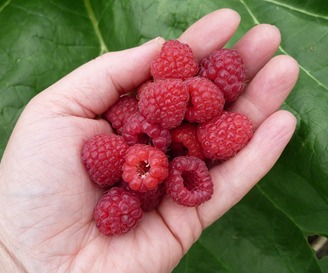 Phytonutrients in Raspberries