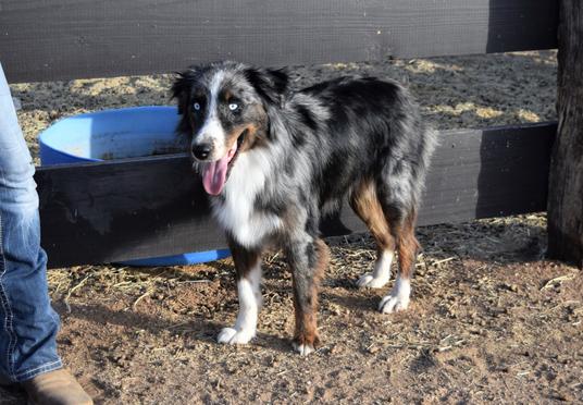 Blue merle puppies for sale