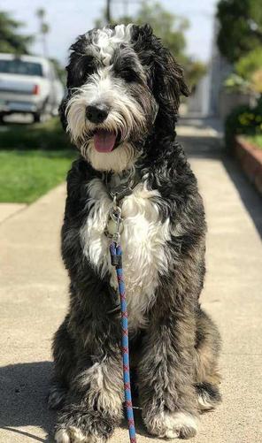 Brindle Bernedoodle