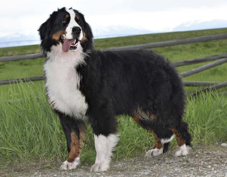 Bernedoodle Mamma