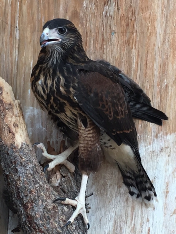 Wolfie, Harris Hawk