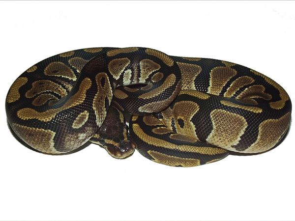 Pythons | Free Download Nude Photo Gallery