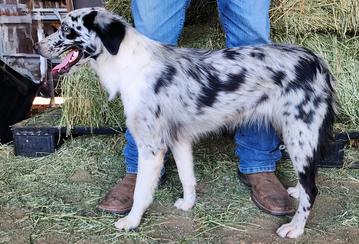 merle australian shepherd