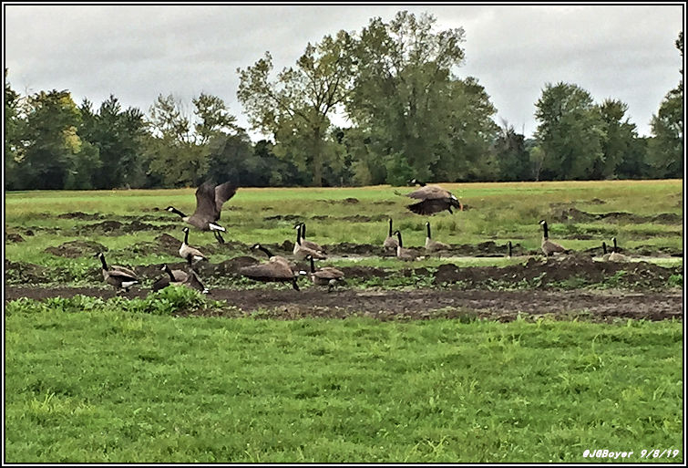 Illinois Early Goose Season..... Refuge Forums
