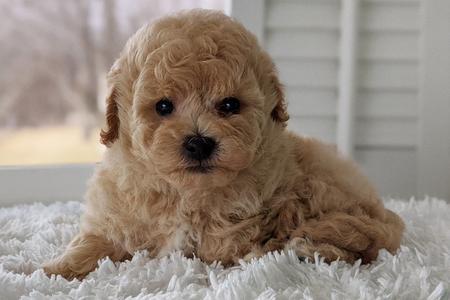 bichpoo puppy for sale in Iowa