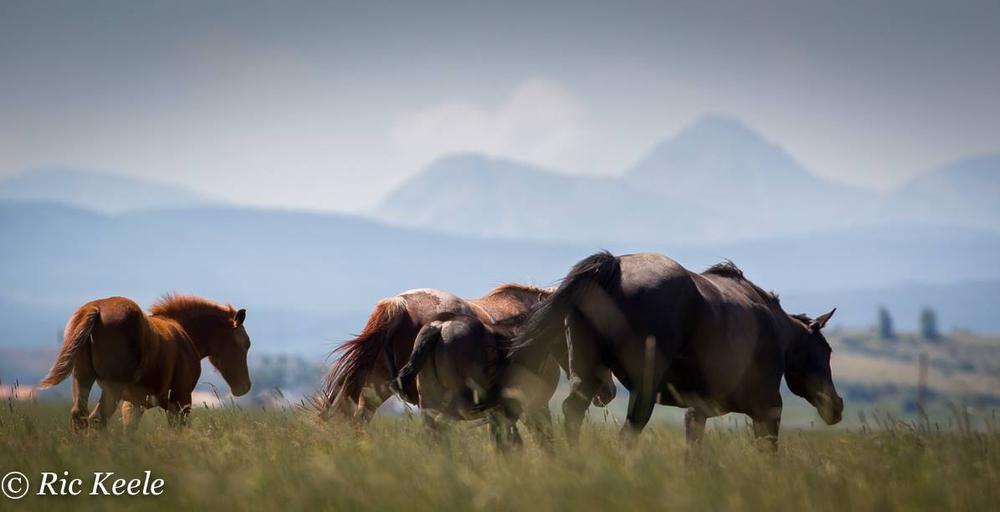 Diamond X Quarter Horses