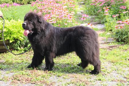 Pets4homes newfoundland hot sale