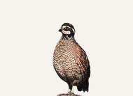 Hunting Quail Mississippi