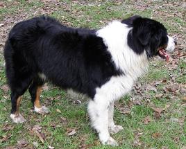 Nature Coast Aussies - Tucker