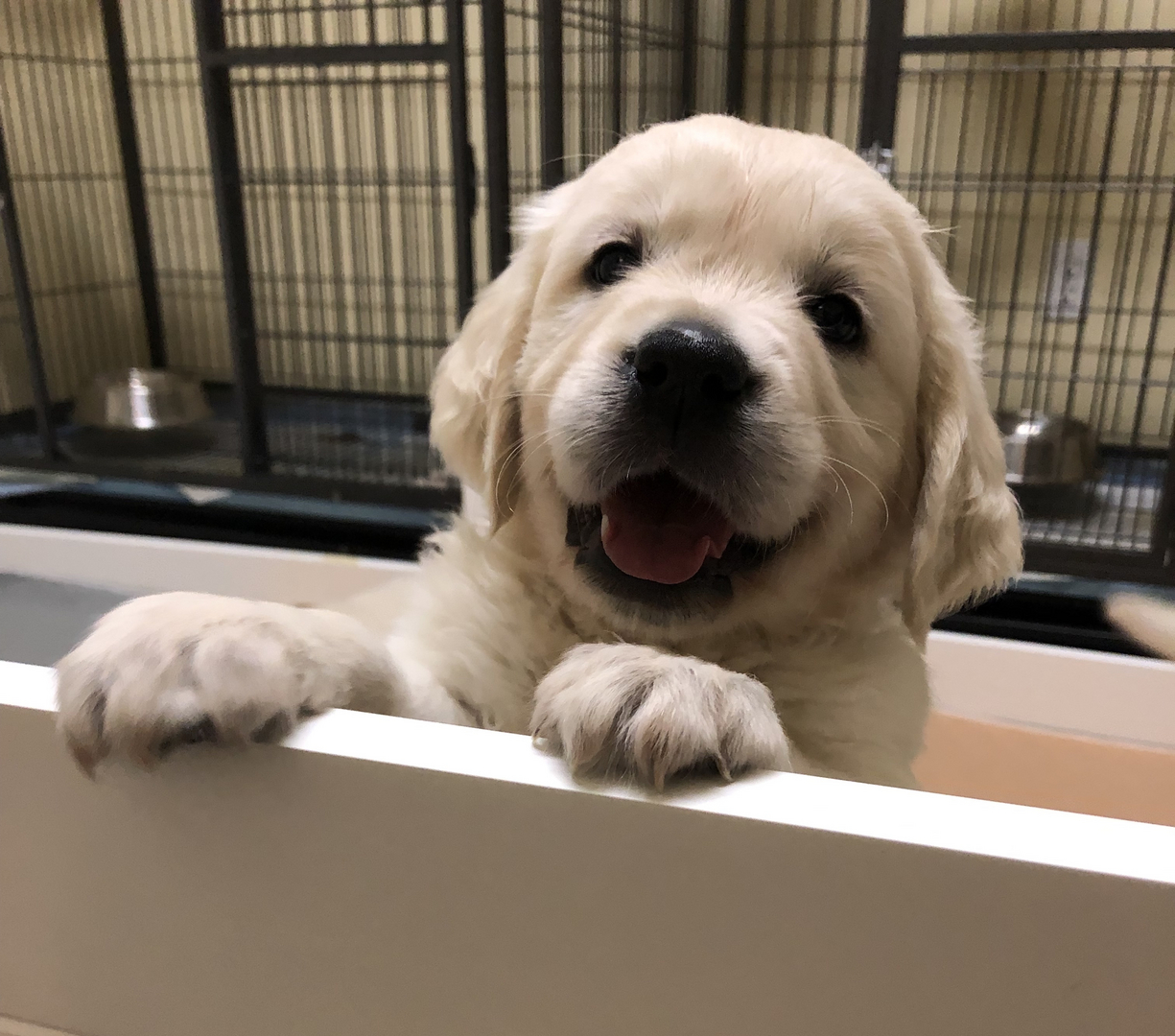 Fern Ridge Golden Retrievers - English Cream Golden Retrievers South  Carolina, English Cream Golden Retrievers South Carolina, Breeder, Puppy  Finder