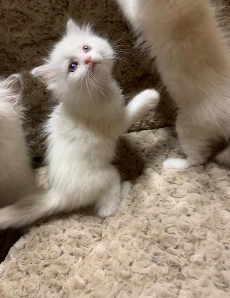 Ragdoll Kittens for sale