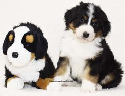 Tri-color-Bernedoodle-Puppy