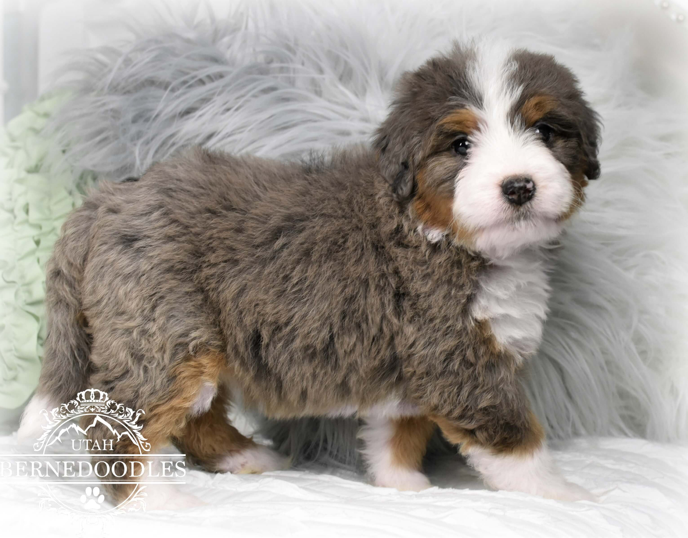 Mini bernedoodle hot sale price