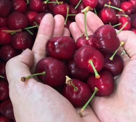 quả cherry, cung cấp hoa quả nhập khẩu cao cấp tại Hà Nội
