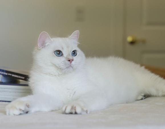 British Shorthair Kittens | Silvertails