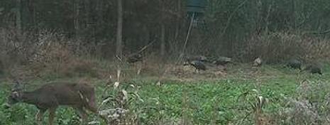 Kentucky Turkey Hunting