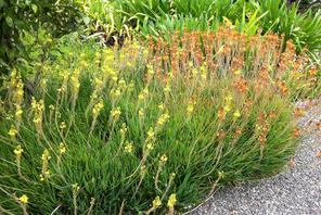 Flowering perennial; almost evergreen, a popular south texas landscape plant