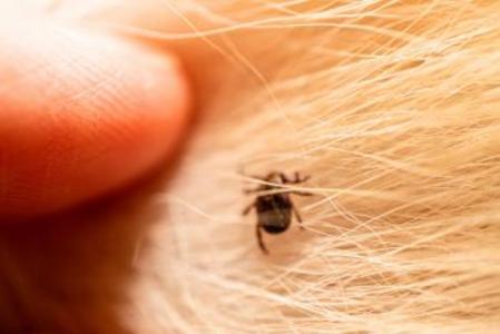 Dog tick found on dog