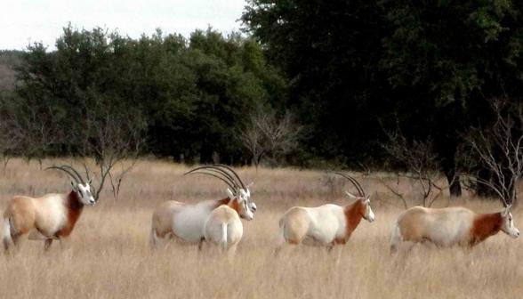 Exotic Hunts in Texas