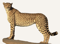 Hunting Cheetah Zimbabwe
